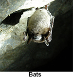 Houston bat hangs upside down from a rock ledge. Looking for help with Houston bat removal, Dallas bat removal, Ft. Worth bat removal, and Austin bat removal? 