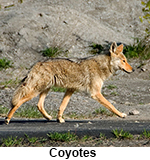 Coyote roams rocky area outside of Houston. Looking for help with Houston Coyote control, Dallas Coyote control, Ft. Worth Coyote control, and Austin Coyote control? It is important that a licensed wildlife control biologist at Wildernex LLC: Wildlife Control handle all necessary coyote removal and coyote control on your property.