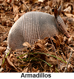 Armadillo sits in a pile of dry leaves. Looking for help with Houston armadillo control, Dallas armadillo control, Ft. Worth armadillo control, and Austin armadillo control? Wildernex Wildlife Control offers Armadillo Control in Houston, Austin, Dallas Fort Worth, and San Antonio!