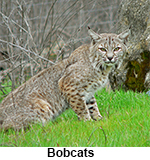 Bobcat peers out from grassy area. Looking for help with Houston bobcat removal, Dallas bobcat removal, Ft. Worth bobcat removal, and Austin bobcat removal? .  Our professional wildlife control biologists are experienced and licensed to implement the bobcat trapping to protect you and your property.