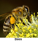 Bee finds pollen in yellow flower. Looking for help with Houston bee removal, Dallas bee removal, Ft. Worth bee removal, and Austin bee removal? Call Wildernex LLC: Wildlife Control immediately DO NOT attempt to remove the hive yourself. 