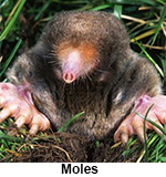 Mole stares out from hole.