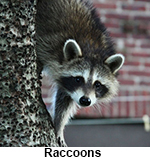 Raccoon crawls down a tree. 