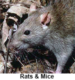 Rats can cause damage to structures, crops, and health risks to humans or pets. 