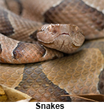 Snake control available from Wildernex LLC: Wildlife Control.