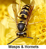 Wasp finds pollen in yellow flower in Houston. 