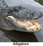 Alligator rears its head in water. 