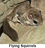 Flying squirrel rests in gloved hand of wildlife control expert. 