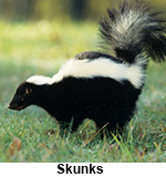 Skunks can carry and transmit rabies. 