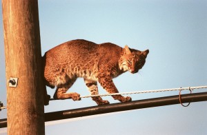 bobcats in urban areas