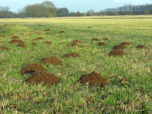 gopher mounds