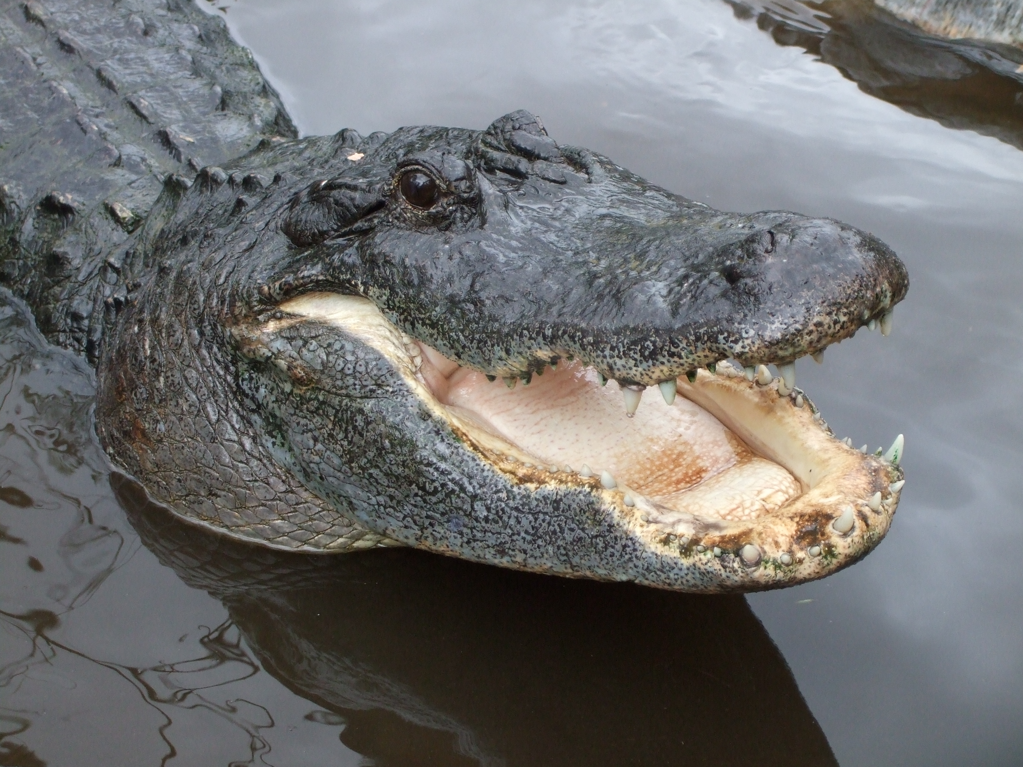 Alligators | Wildernex LLC: Wildlife Control