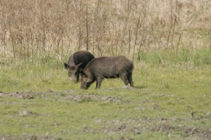 Feral hogs in Houston graze in an open field.
