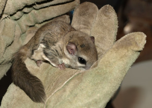 Houston Flying squirrel rests in gloved hand