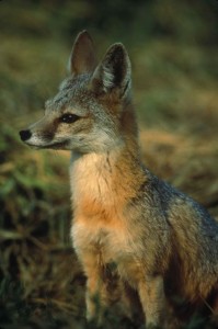FoxFox perks its ears in a grassy area.