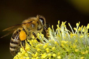 Bee finds pollen in a yellow flower.