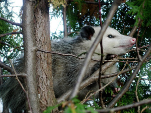 Houston Possum nestled in a tree
