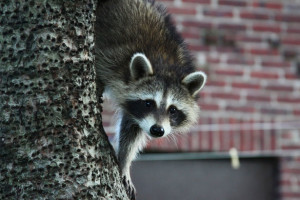 Houston Raccoon climbing down tree