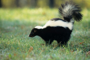 Houston Skunk lifts its tail